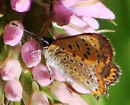 Lycaena helle